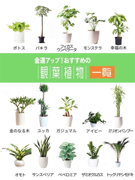 洗手間植物風水|洗面所に置くと運気が上がる観葉植物とは？選び方や。